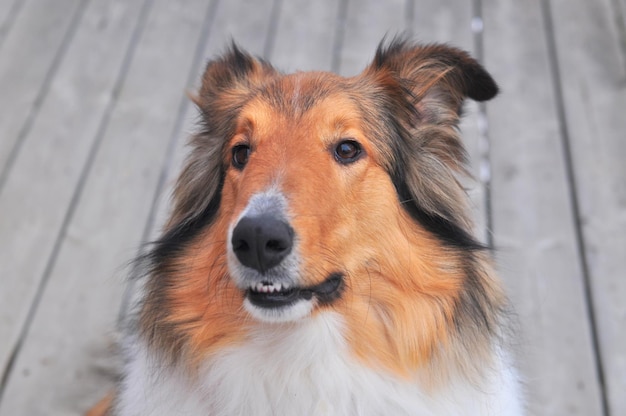 Close-up portrait of dog