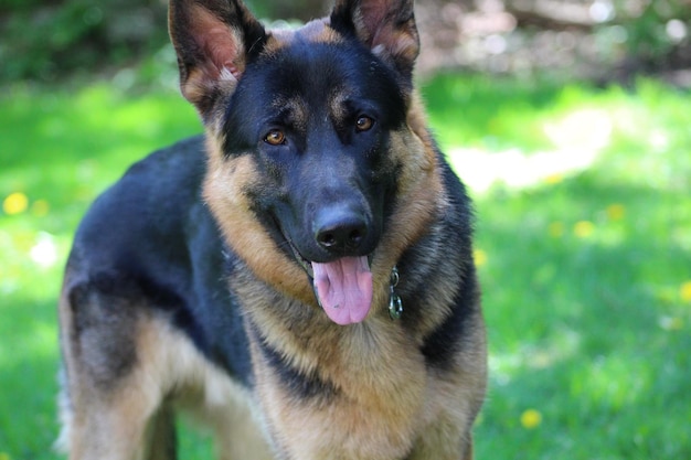 Foto ritratto di un cane da vicino