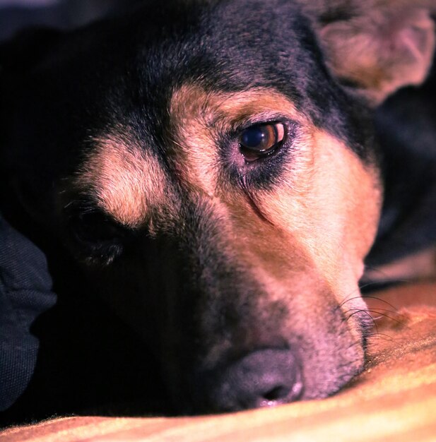 Photo close-up portrait of dog