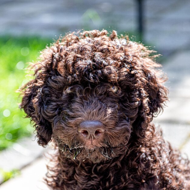 Foto ritratto di un cane da vicino