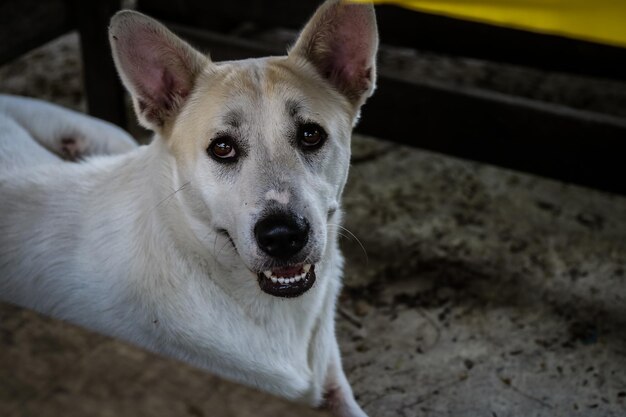 Close-up portrait of dog