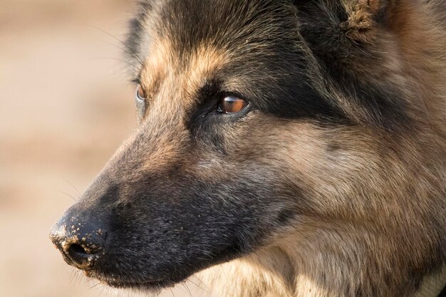 Foto ritratto di un cane da vicino