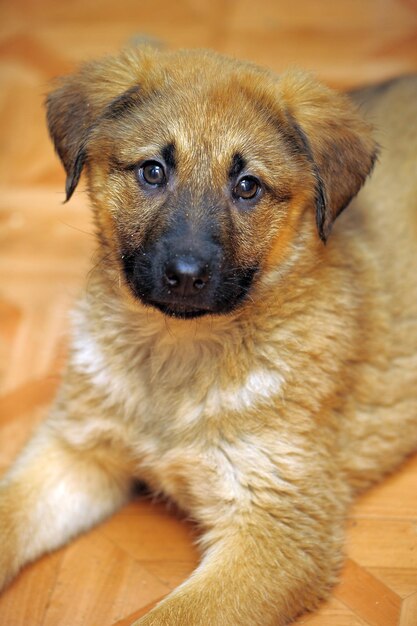 Photo close-up portrait of a dog