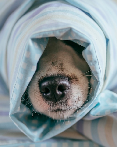 Photo close-up portrait of a dog