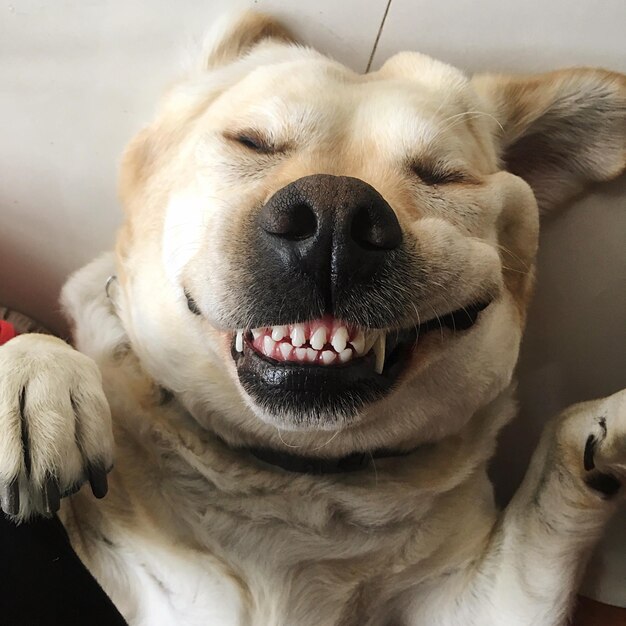 Close-up portrait of dog