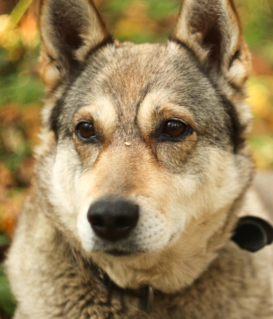 Foto ritratto di un cane da vicino