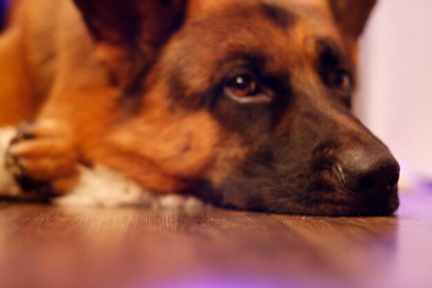 Photo close-up portrait of dog