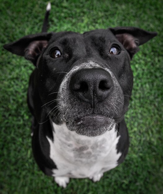 Close-up portrait of dog