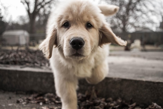 Close-up portrait of dog