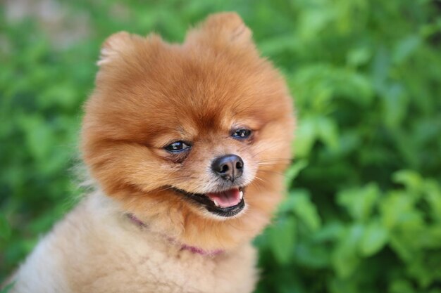 Photo close-up portrait of dog