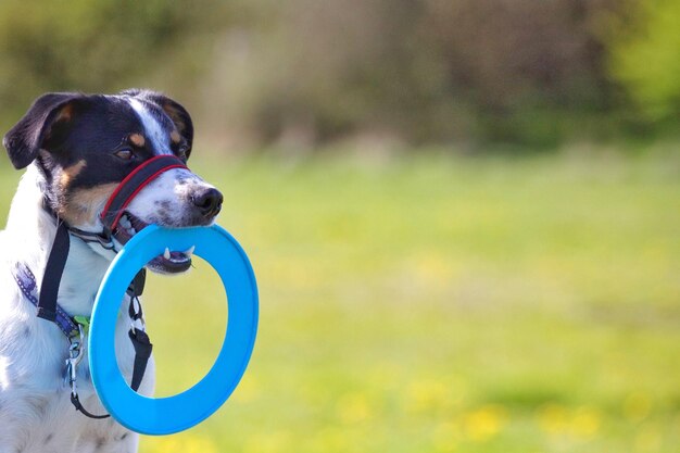 Foto ritratto di un cane da vicino