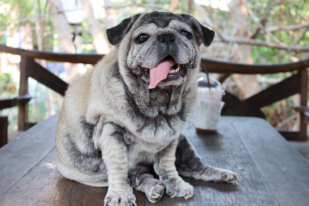 Foto ritratto di un cane da vicino