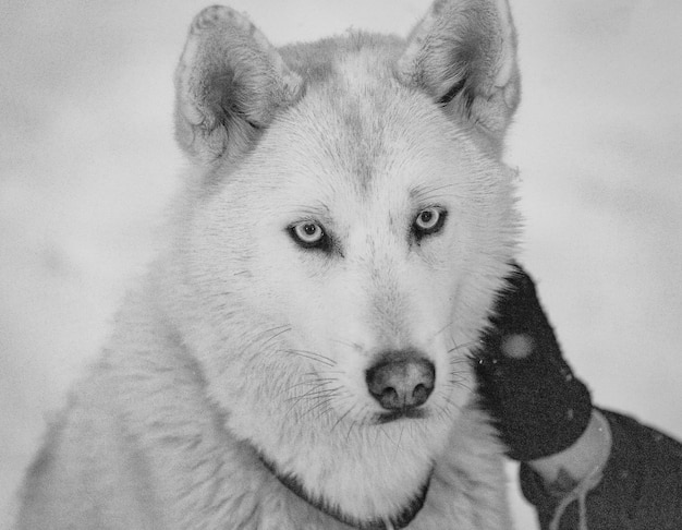 犬のクローズアップポートレート