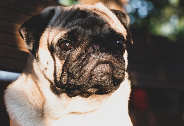 Photo close-up portrait of a dog