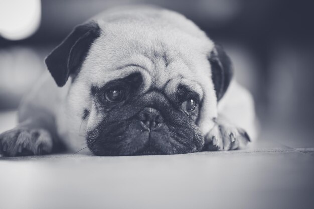 Photo close-up portrait of dog