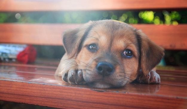 Close-up portrait of dog