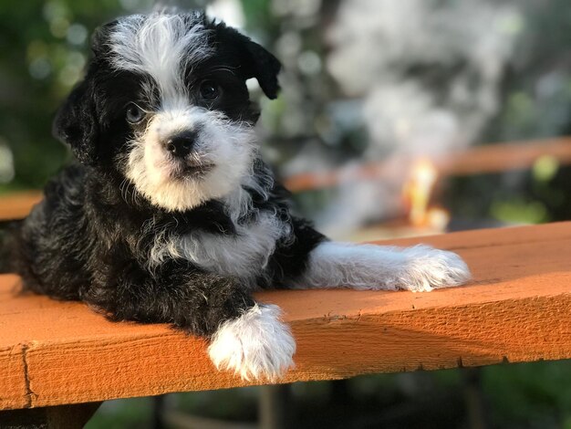 Close-up portrait of a dog