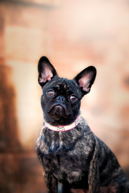 Foto ritratto di un cane da vicino