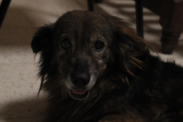 Photo close-up portrait of dog