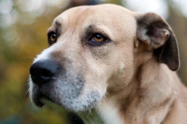 Foto ritratto di un cane da vicino