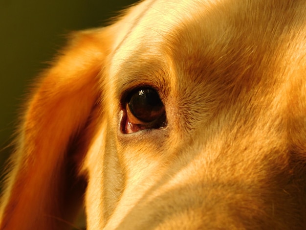 Foto ritratto di un cane da vicino