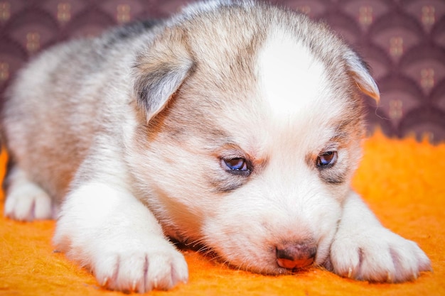 Close-up portrait of a dog