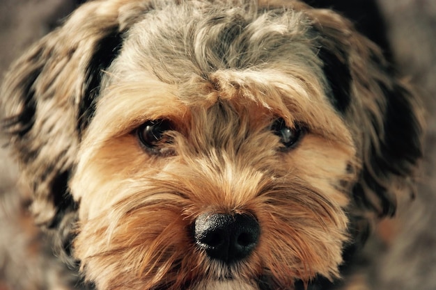 Foto close-up del ritratto di un cane