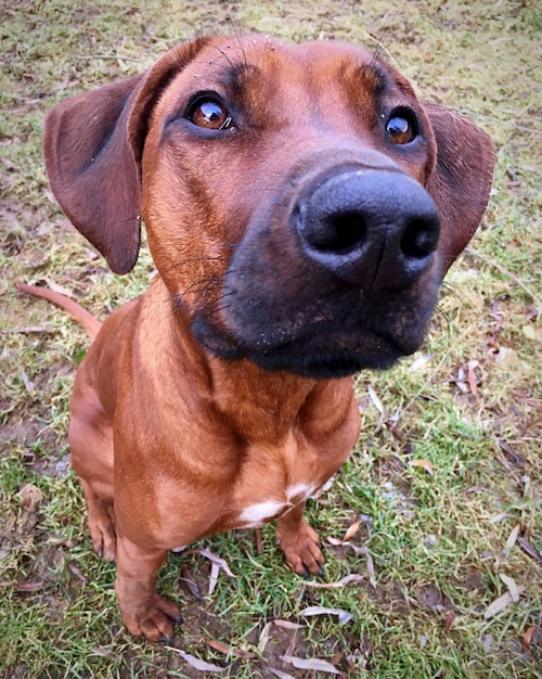 close-up portrait of dog