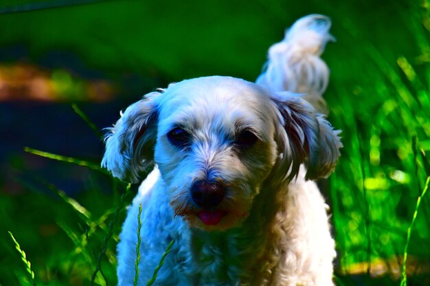 Foto ritratto di un cane da vicino