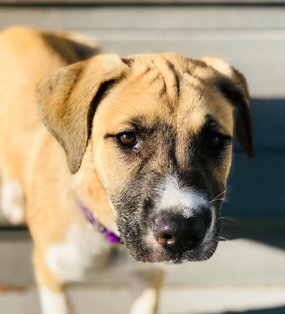 Close-up portrait of dog