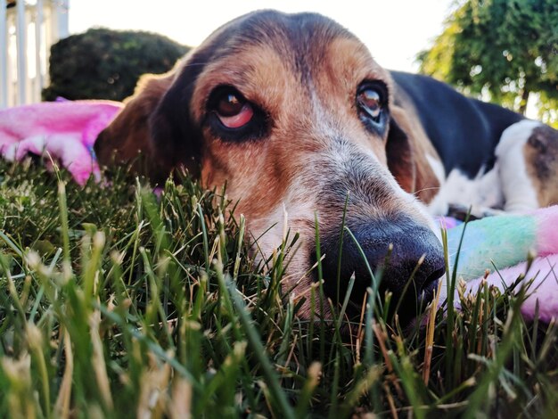 Foto ritratto di un cane da vicino