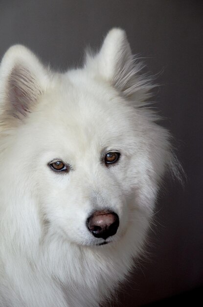 Photo close-up portrait of a dog