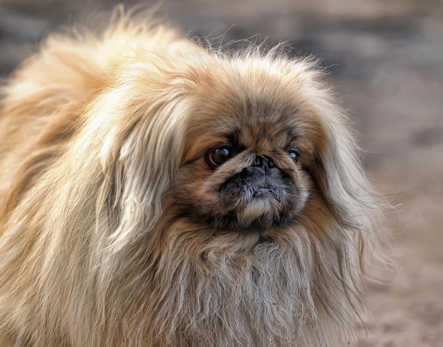 Photo close-up portrait of a dog