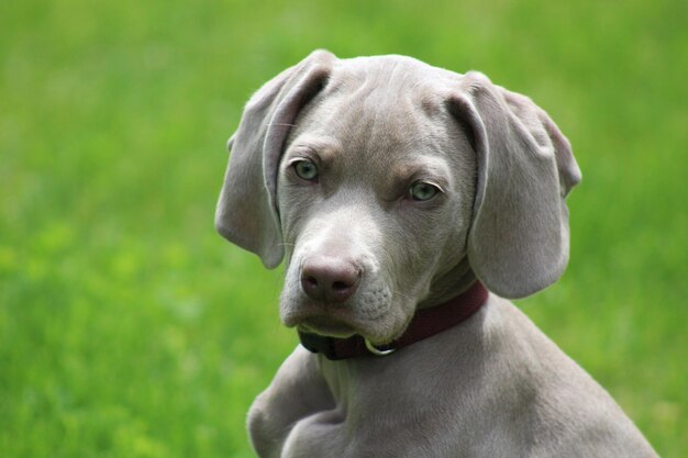 Photo close-up portrait of a dog