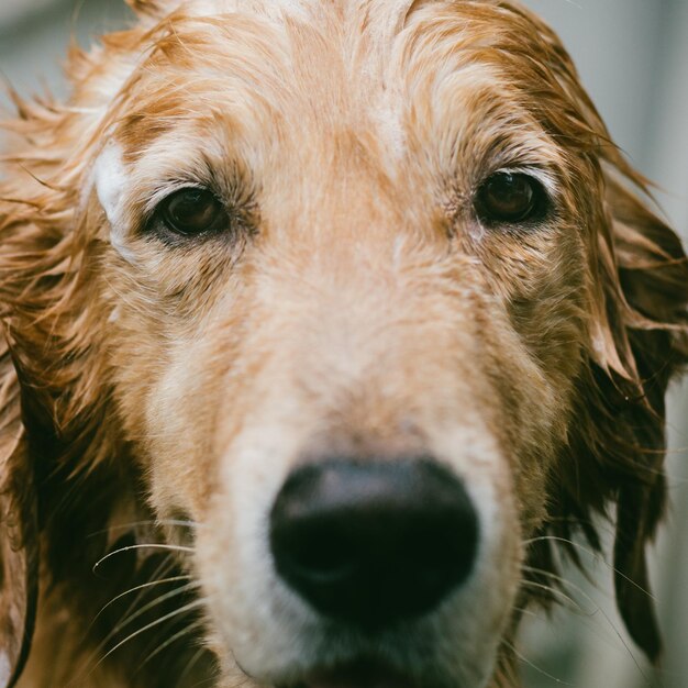 Foto ritratto di un cane da vicino