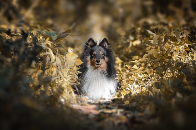 Photo close-up portrait of dog