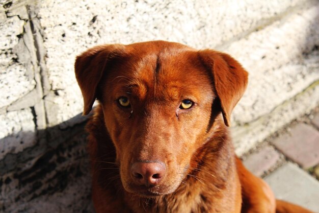 Photo close-up portrait of dog
