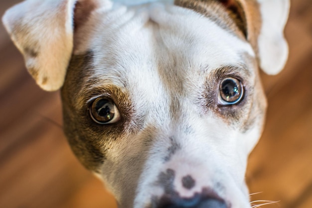 Foto ritratto di un cane da vicino