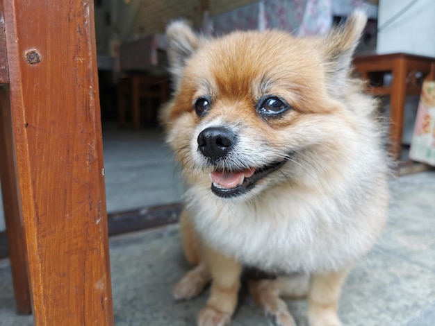 犬のクローズアップポートレート