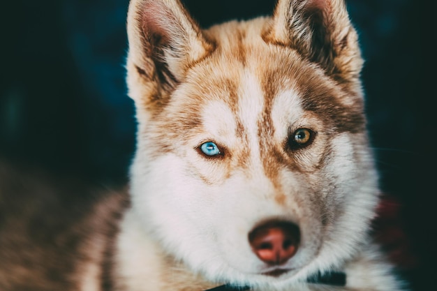 Foto ritratto di un cane da vicino