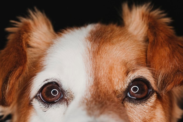 Foto ritratto di un cane da vicino