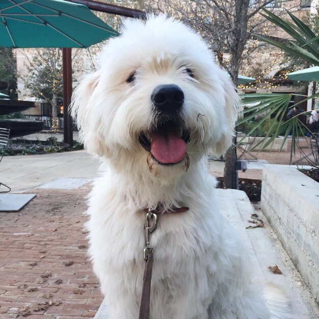 Close-up portrait of dog