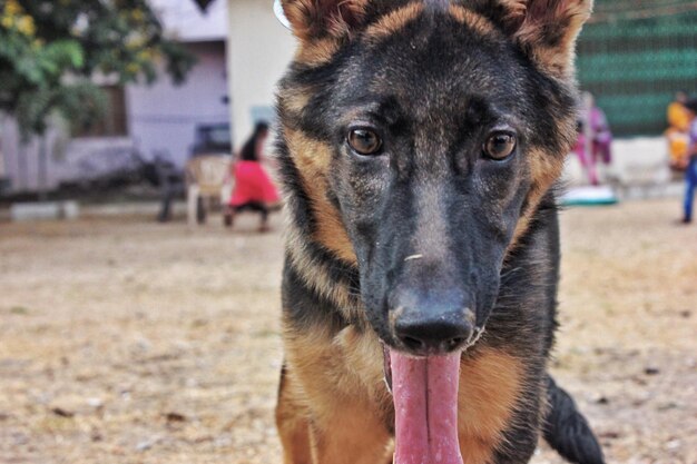 Foto ritratto di un cane da vicino