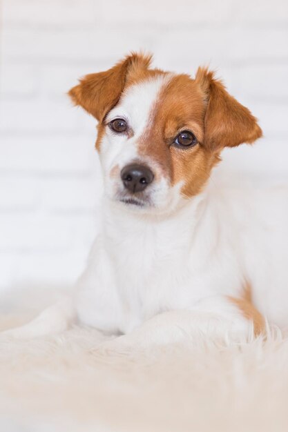 Photo close-up portrait of a dog