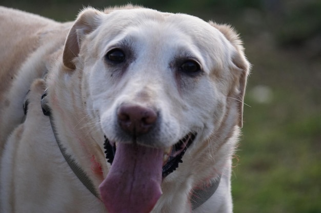 Close-up portrait of dog