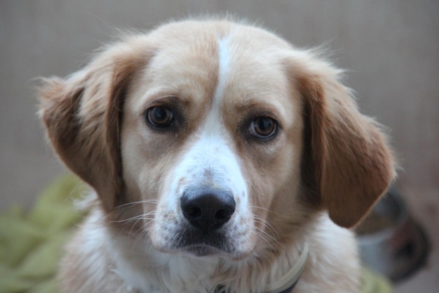 Close-up portrait of dog