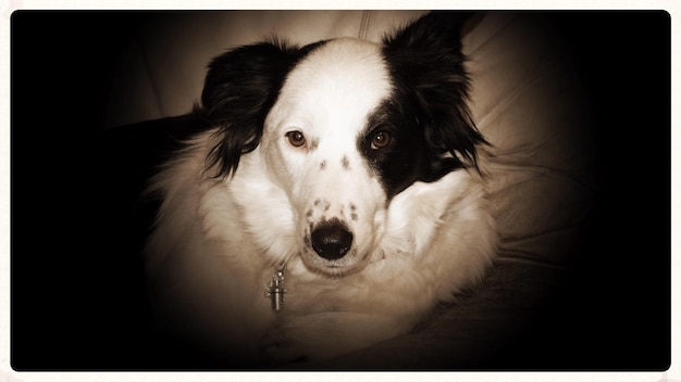 Photo close-up portrait of dog