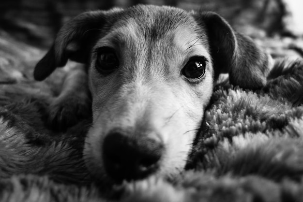 犬のクローズアップ肖像画