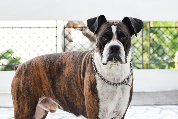 Close-up portrait of dog