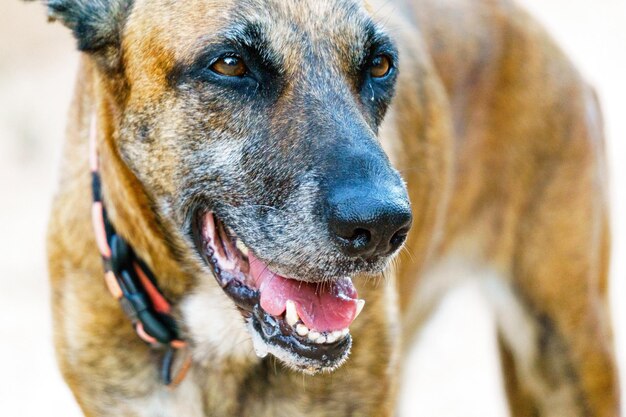 Close-up portrait of dog